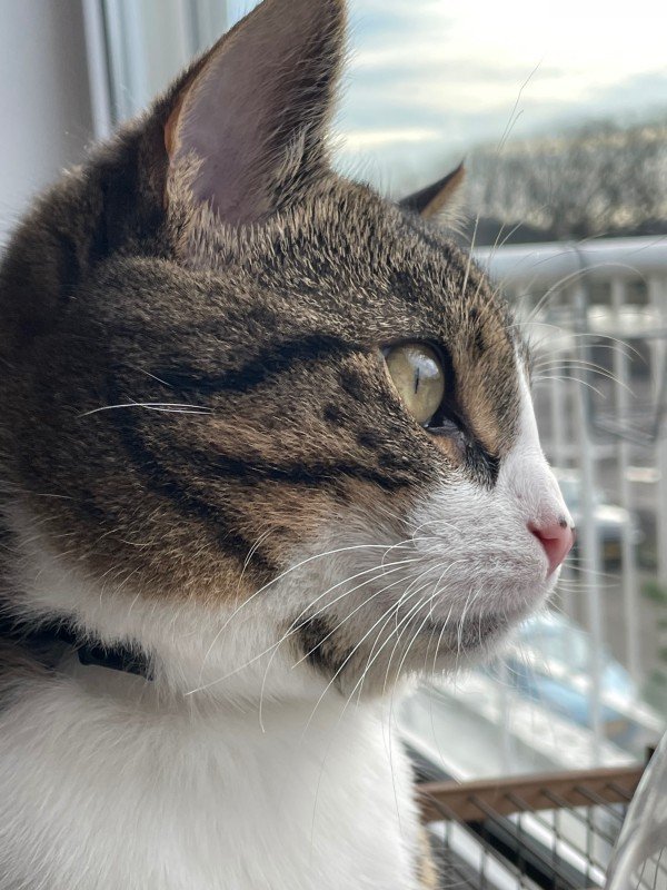 Pip