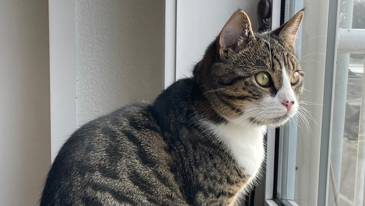 Pip