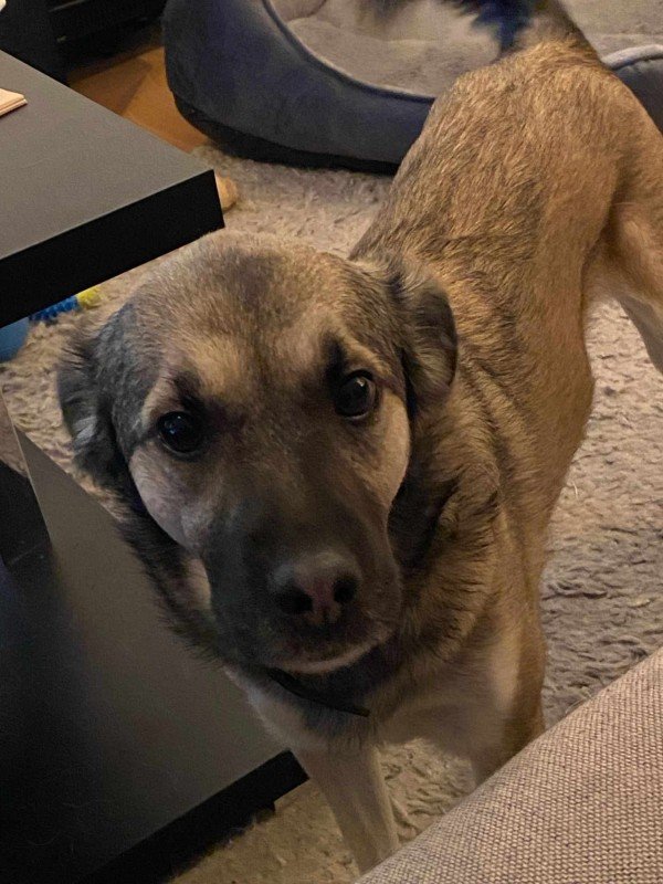 Buddy