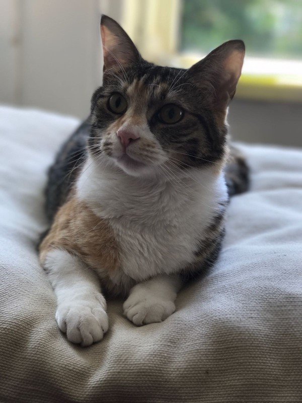 Pip