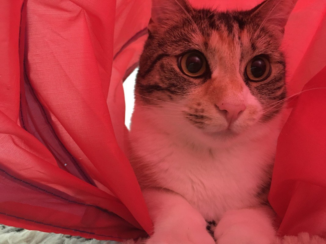 Pip