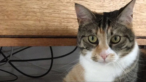 Pip