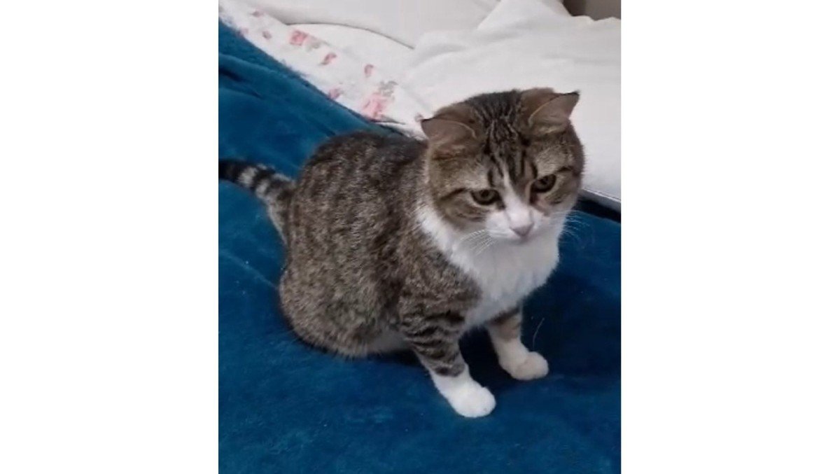 Mr. Tibs
