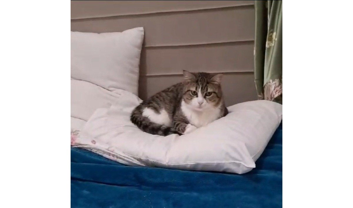 Mr. Tibs