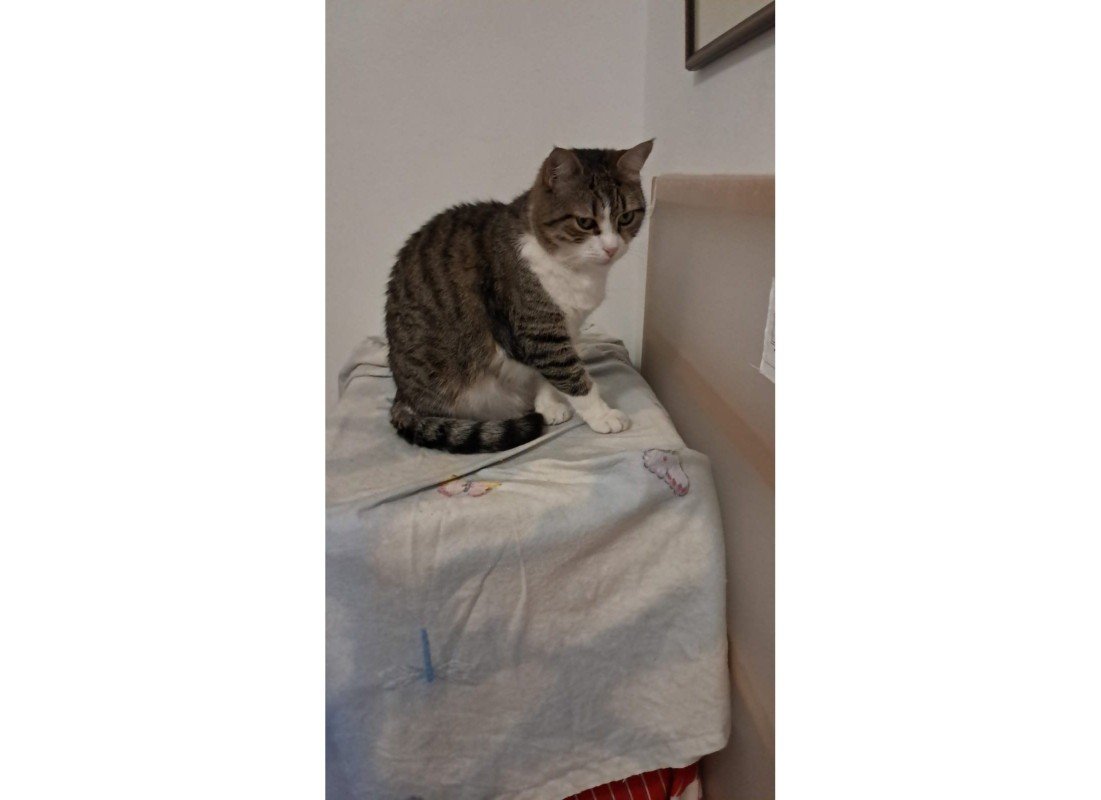 Mr. Tibs
