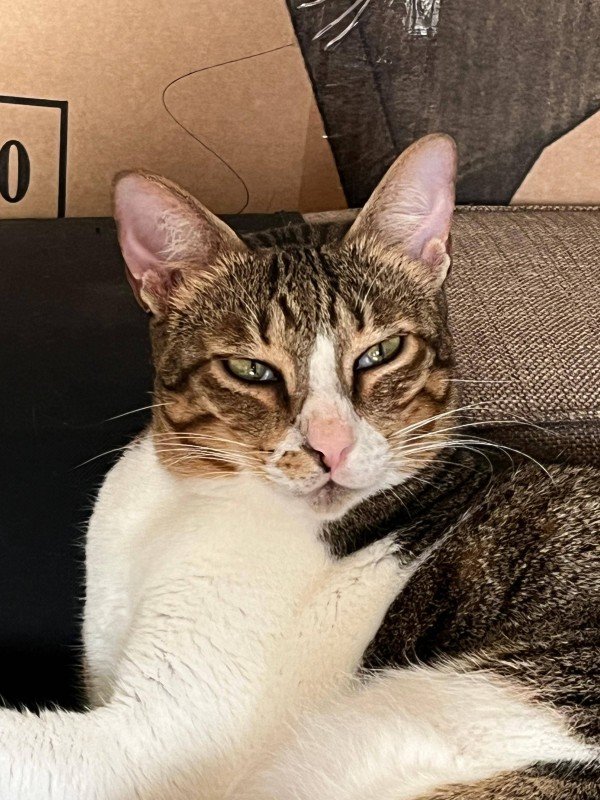 Whiskey