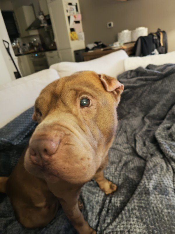 Boris