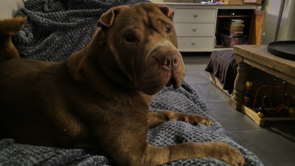 Boris
