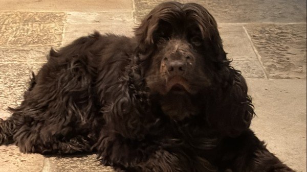 Morris