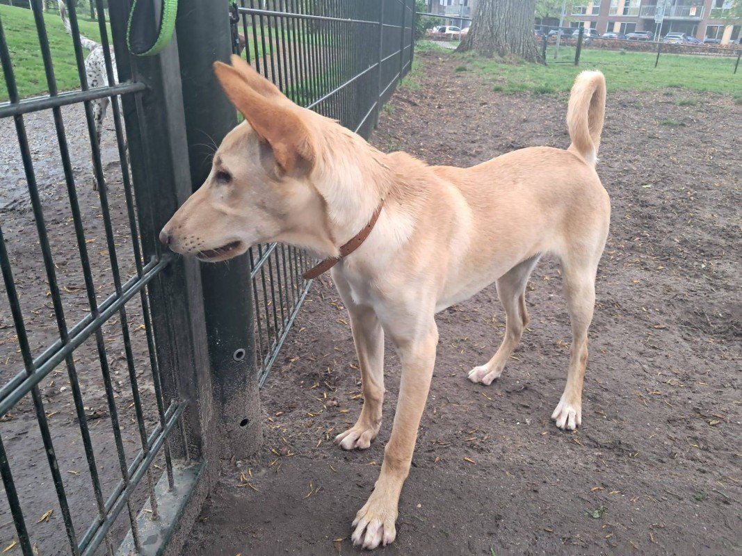 Dobey