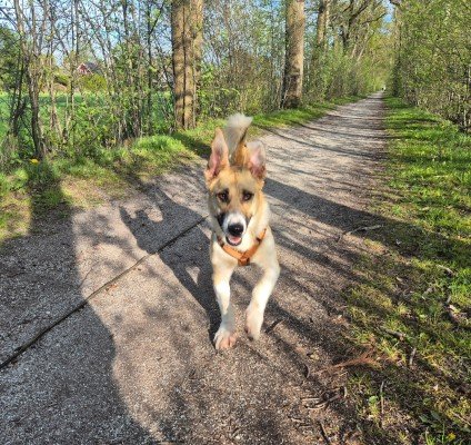Rollo