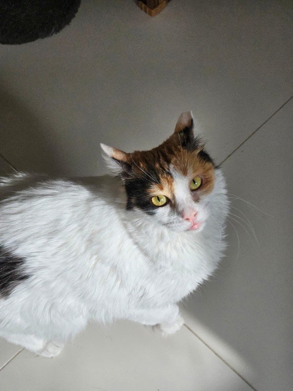 Angelina