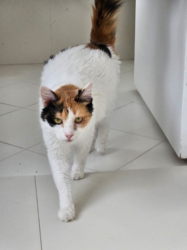 Angelina
