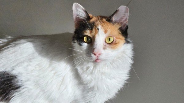 Angelina