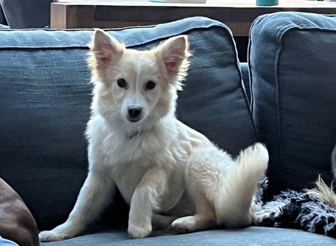 Mellie