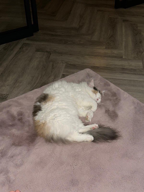 Gigi