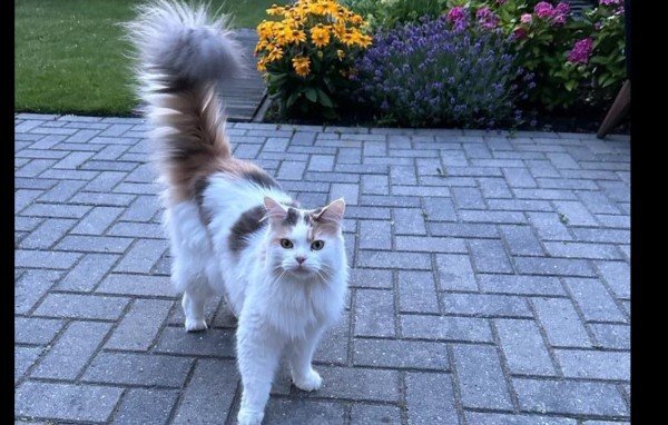 Gigi