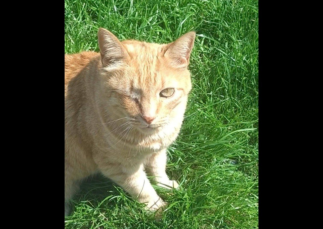 Willem