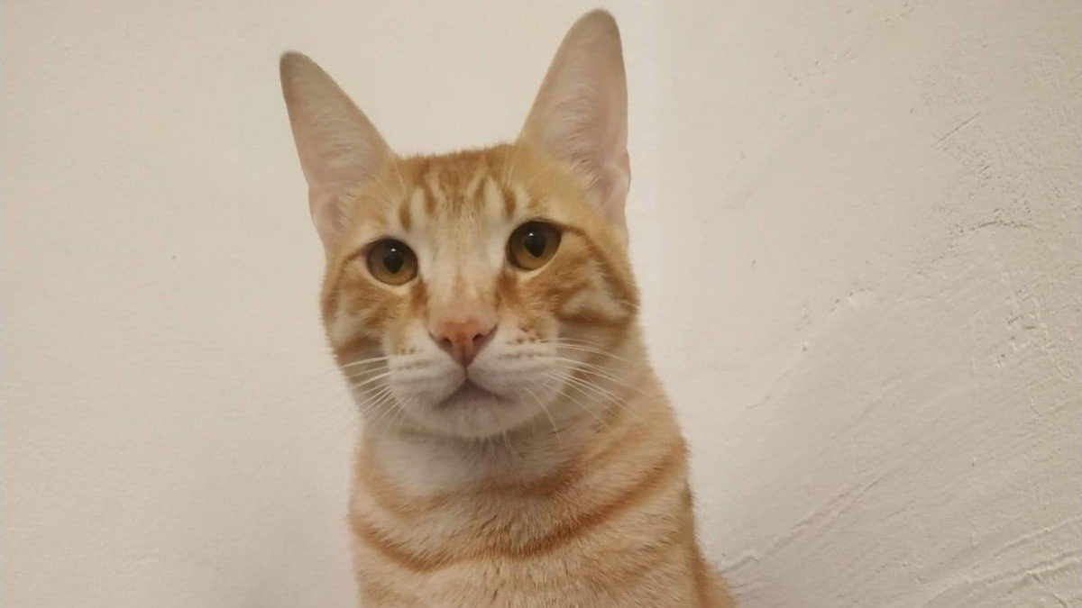 Nacho