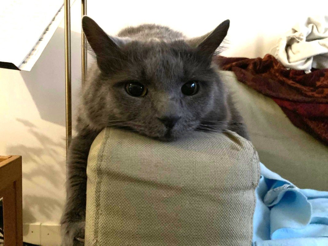 Simba