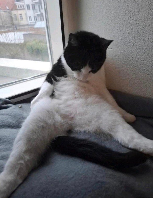 Mimi