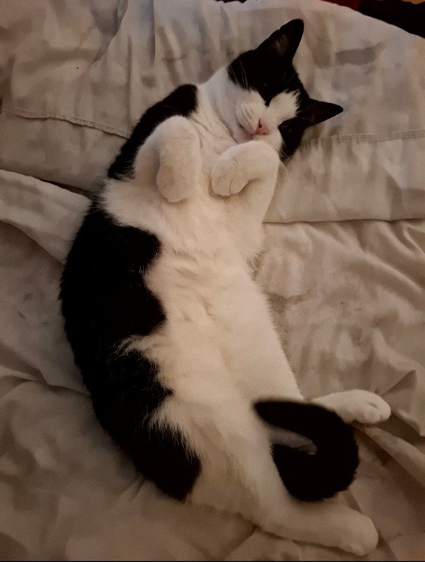 Mimi