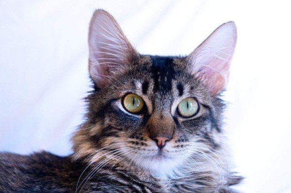 Smokie