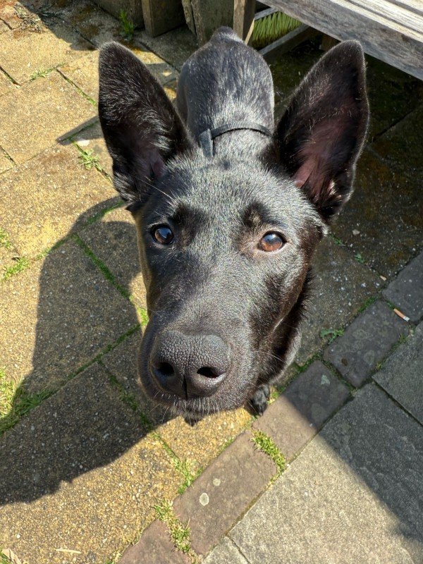 Lumi