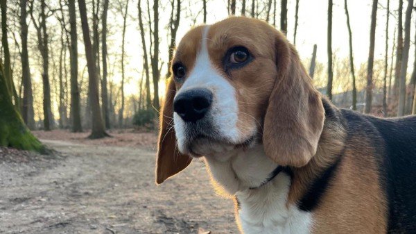 Otis