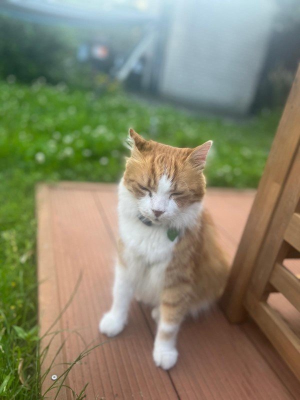Garfield