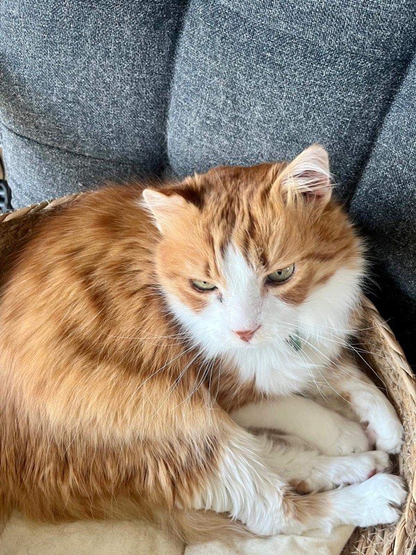 Garfield