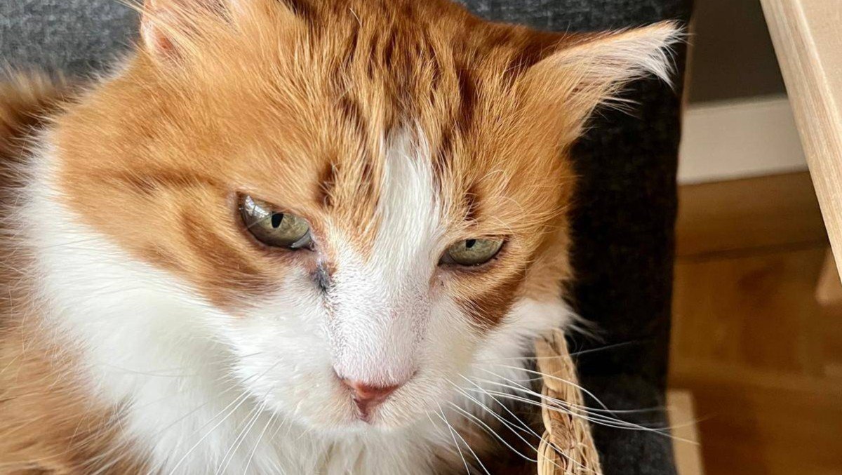 Garfield