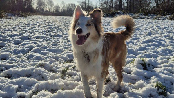 Nala