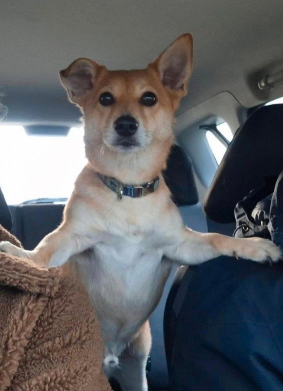 Gino