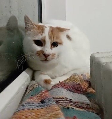 Pasha