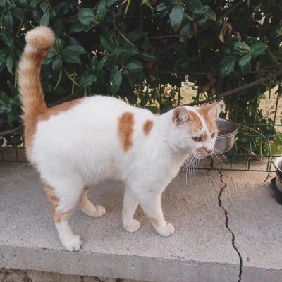 Pasha