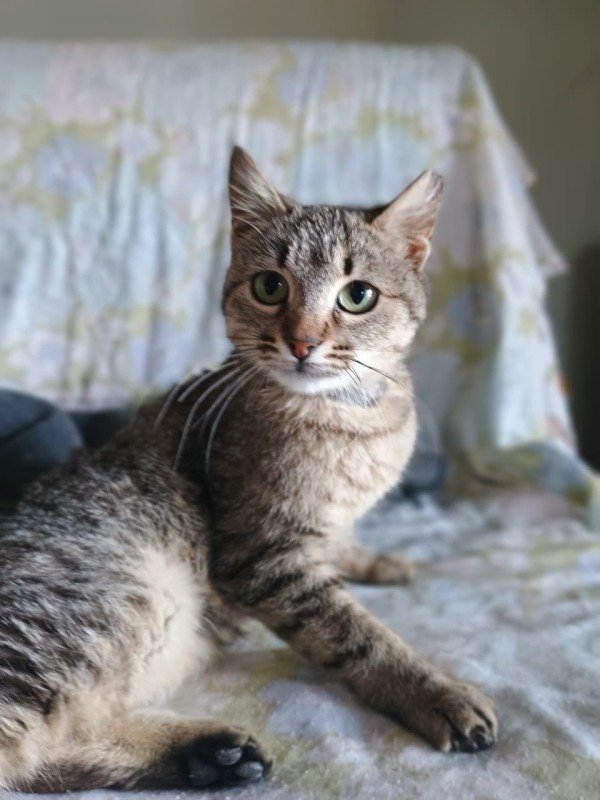 Maya