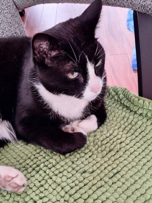 Vito
