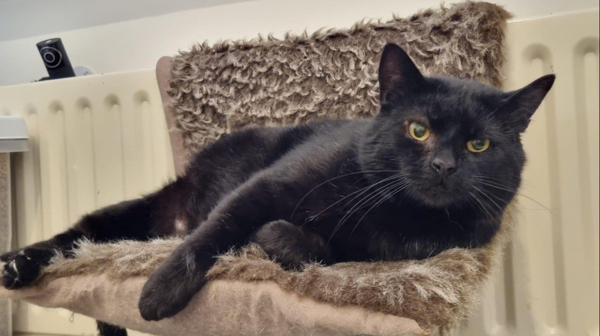 Denzel (FIV+)