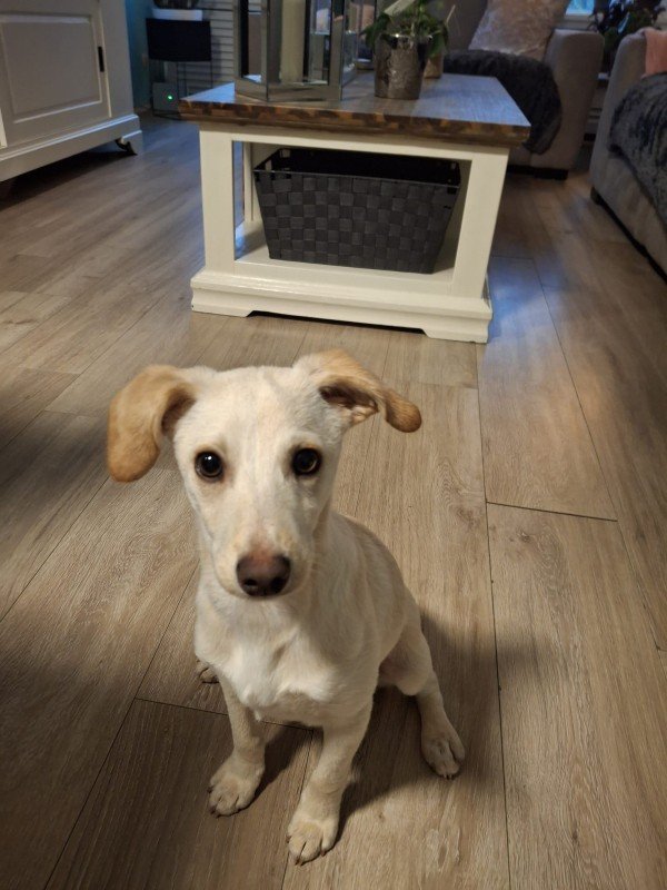Ciko