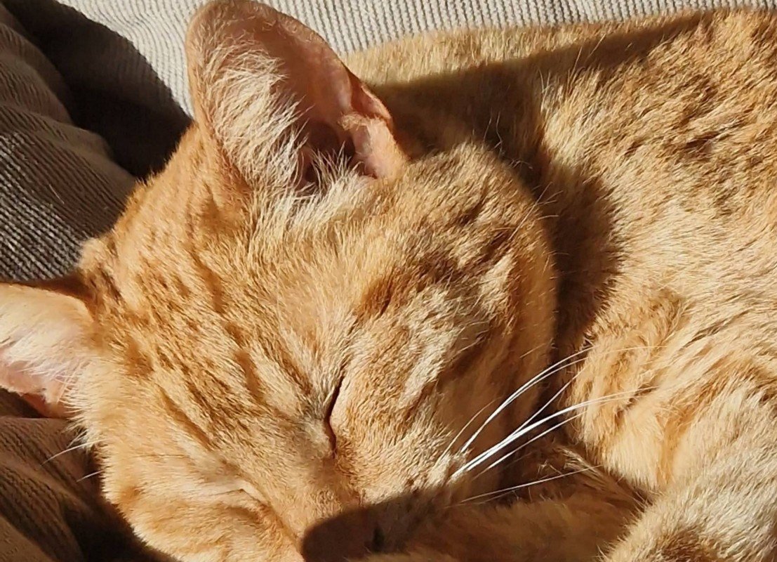 Kipcorn