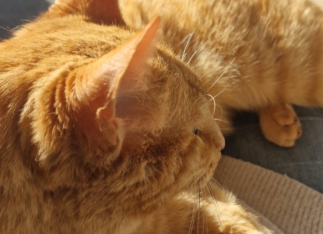 Kipcorn