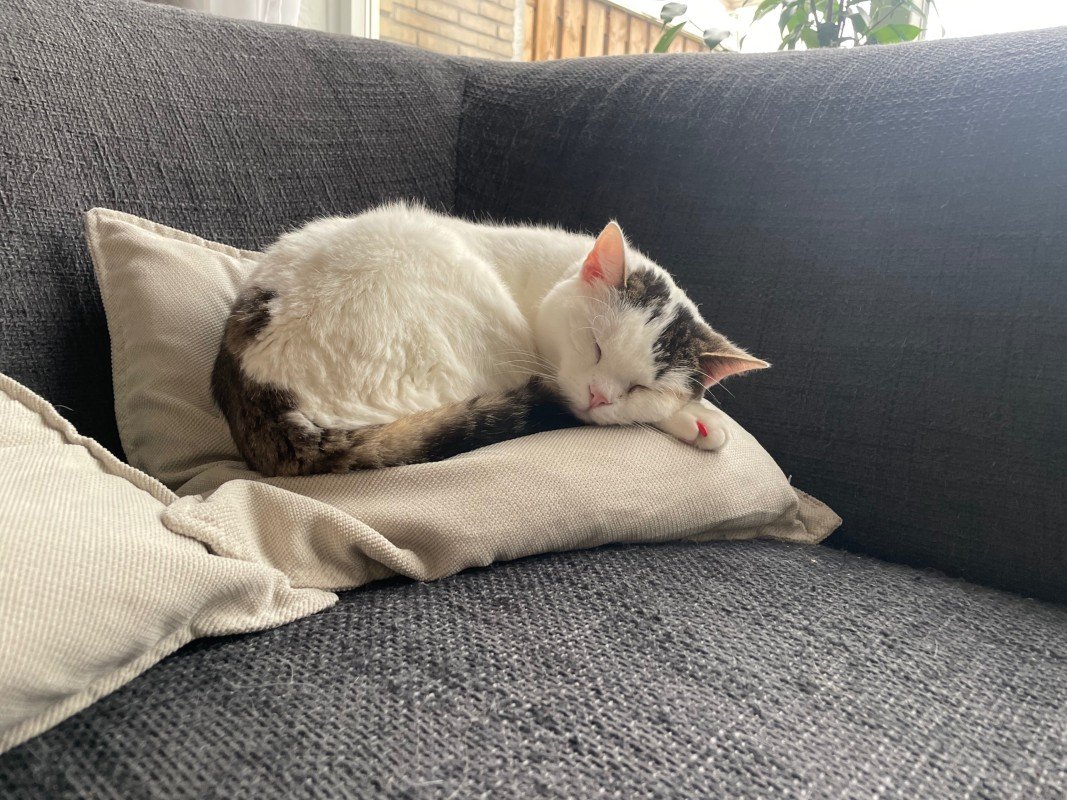 Olaf