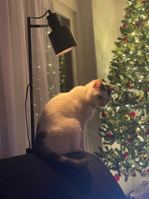 Olaf
