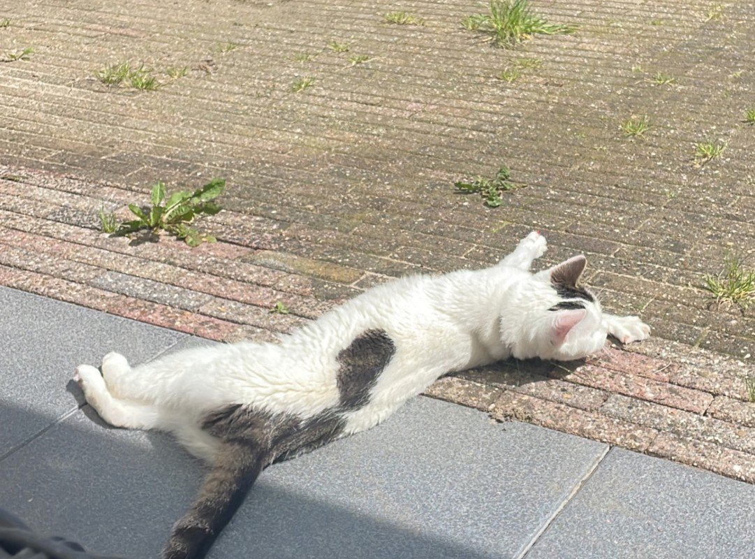 Olaf