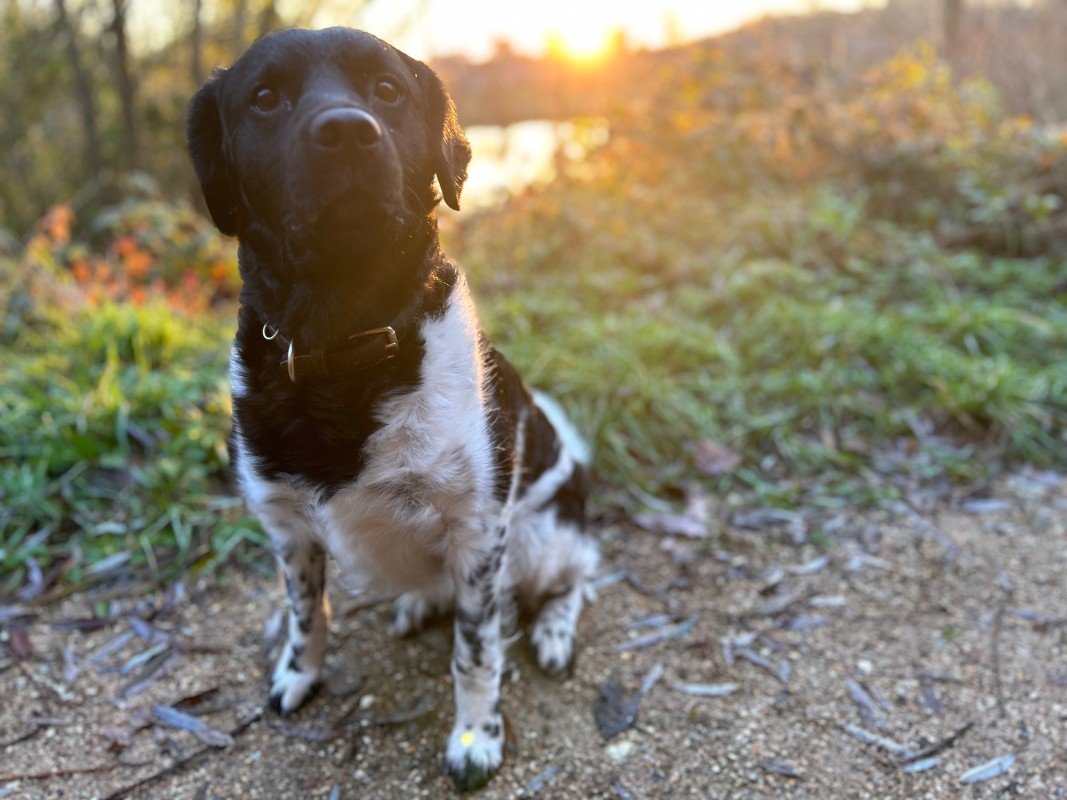 Loki