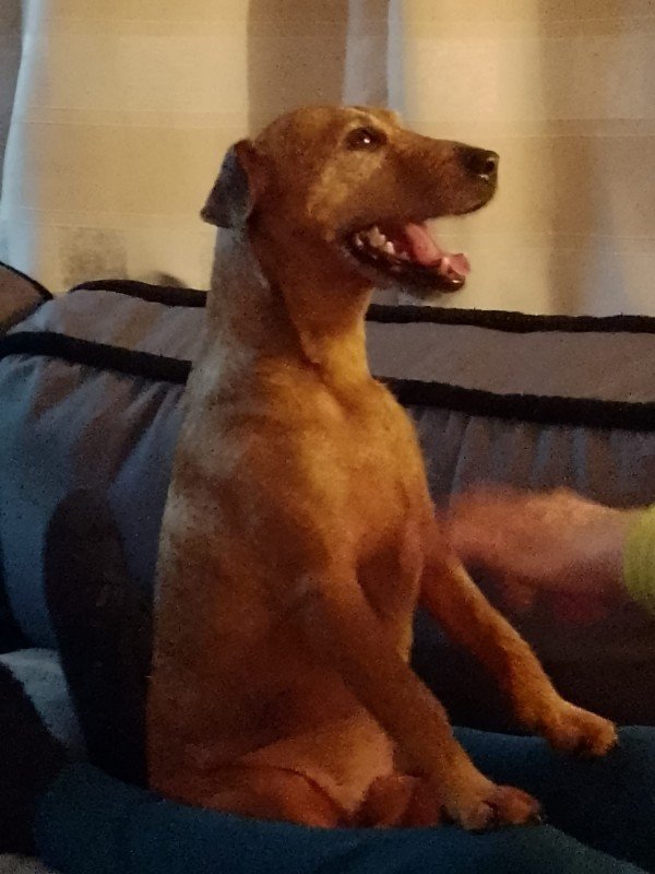 Floki