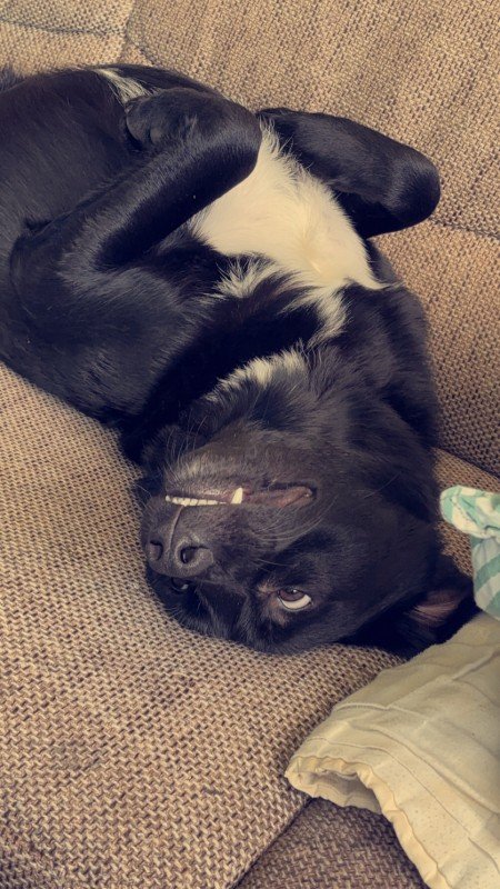 Dex