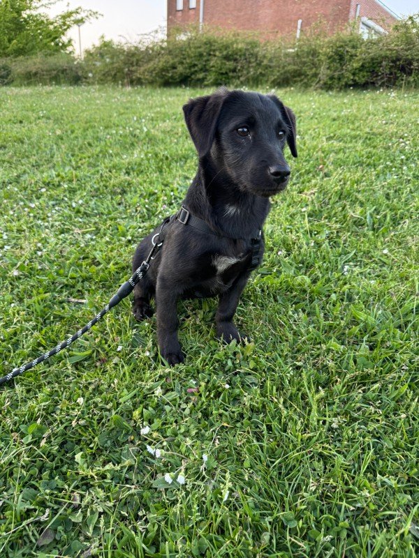 Zafira