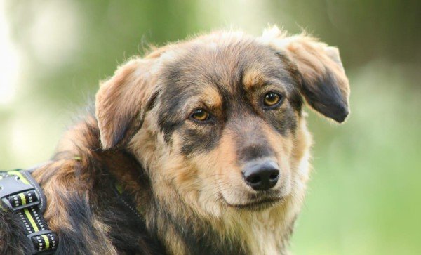 Beau